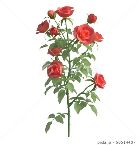 Bush of Roses pink and red Watercolor png