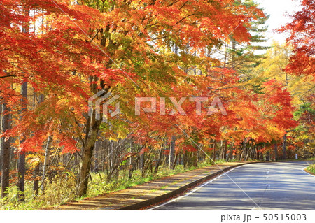 秋の八ヶ岳山麓　清里高原 50515003