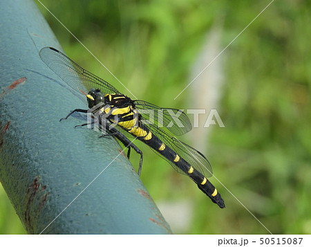 コオニヤンマ ( 2017年6月夏 愛知県名古屋市 ) コオニヤンマ ( 2017年6月夏 愛知県名古屋市 ) 50515087