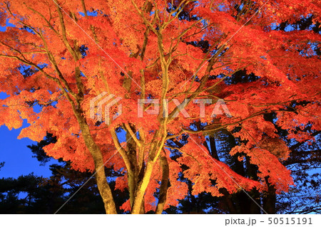 山中湖・旭日丘湖畔緑地公園 夕焼けの渚・紅葉まつり ライトアップ 山中湖・旭日丘湖畔緑地公園 夕焼けの渚・紅葉まつり ライトアップ 50515191