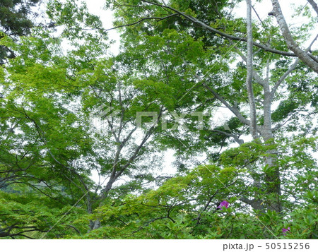 京都、八瀬の「もみじの小径」の風景 京都、八瀬の「もみじの小径」の風景 50515256