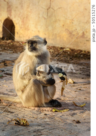 Gray langur monkey with baby eating banana in 50515276