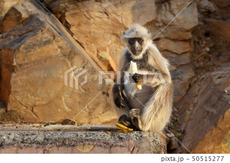 Gray langur monkey with banana In Amber fort. Gray langur monkey with banana In Amber fort. 50515277