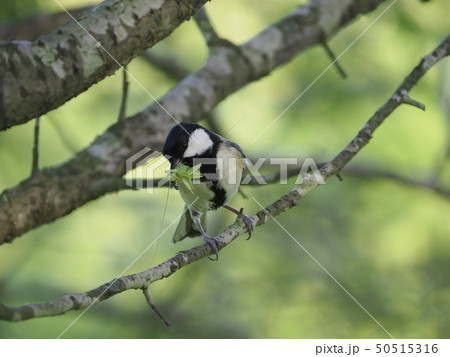 シジュウカラ・捕食 シジュウカラ・捕食 50515316