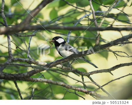 シジュウカラ・捕食 50515324