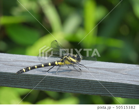 コオニヤンマ （ 2017年6月夏 愛知県名古屋市 ） 50515382