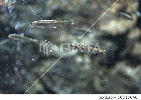 さけの稚魚 50515646