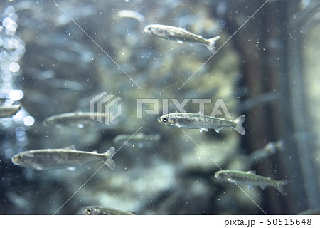さけの稚魚（群泳） 50515648