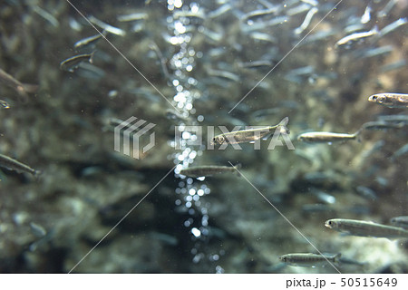 さけの稚魚（群泳） 50515649