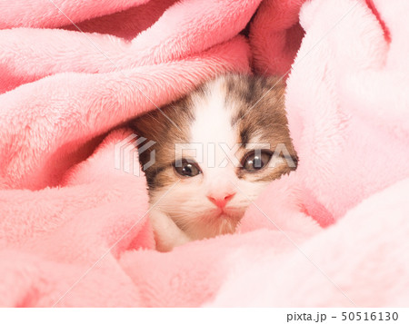 毛布の間から顔を出すスコティッシュフォールドの仔猫 50516130