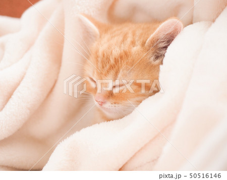 白い毛布に包まれて眠るスコティッシュフォールドの仔猫 50516146