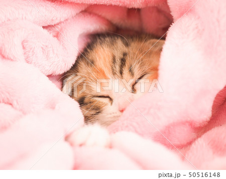 ピンクの毛布に包まれて眠るスコティッシュフォールドの仔猫 50516148