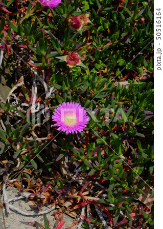 中ノ浦教会その7 50516164