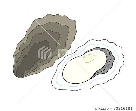 Oyster Oyster Stock Illustration