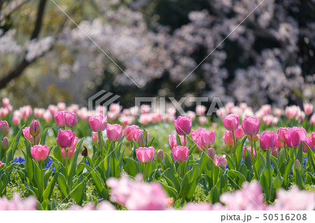 桜とチューリップ　青空　奈良県　馬見丘陵公園 50516208