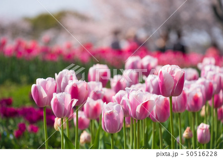 桜とチューリップ　青空　奈良県　馬見丘陵公園 50516228