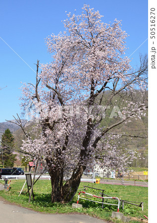 2019 05 05 1031 二見桜　滝の沢駅跡 50516270