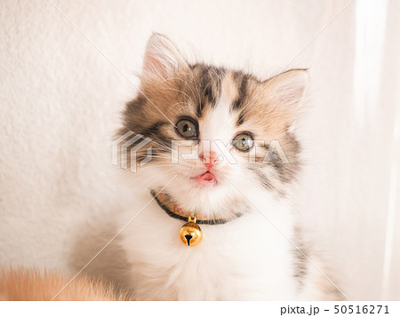 スコティシュホールドの子猫 50516271