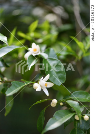 実生ゆずの花 実生ゆずの花 50516272