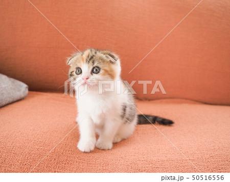 ソファーに乗った折れ耳の仔猫 50516556