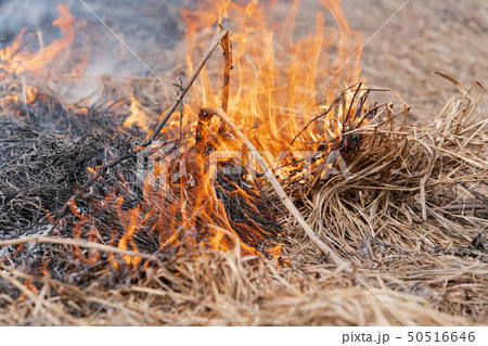 Dry grass burning in meadow at springtime. Fire Dry grass burning in meadow at springtime. Fire 50516646