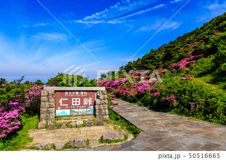 仁田峠のミヤマキリシマ 長崎県雲仙市 の写真素材