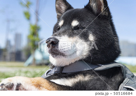 青空と黒柴犬 50516684