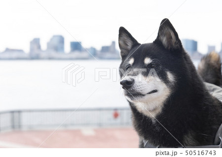 東京湾と黒柴犬 50516743