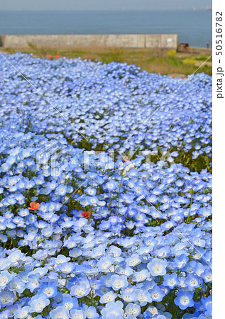 ネモフィラの花が咲き誇る大阪まいしまシーサイドパークの風景 ネモフィラの花が咲き誇る大阪まいしまシーサイドパークの風景 50516782