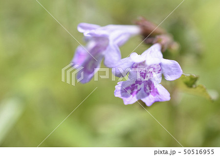 カキドオシ 50516955