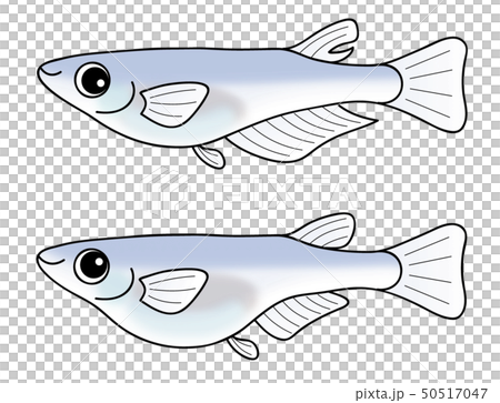 めだかのオスとメス セット medakafish 50517047
