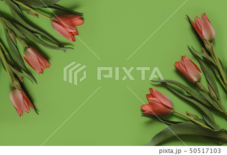 spring tulip flowers on green background. Top view 50517103