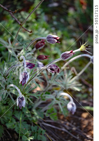 オキナグサ 50517115