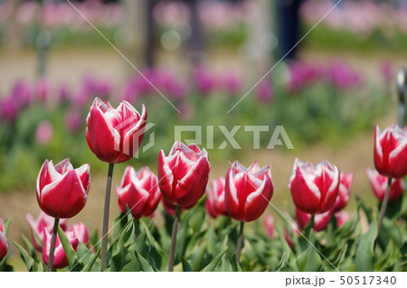 チューリップ　ルーシオン　赤　オレンジ色　黄色　花　馬見丘陵公園　奈良県 50517340