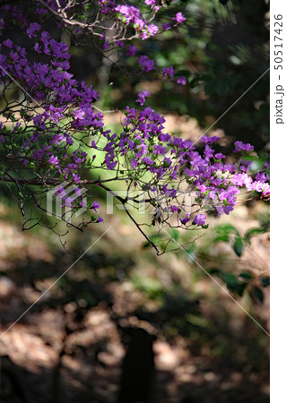 ミヤマツツジ 50517426