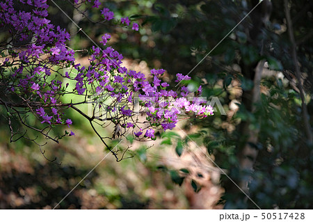 ミヤマツツジ 50517428