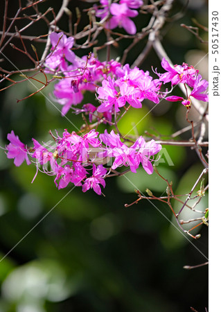 ミヤマツツジ 50517430