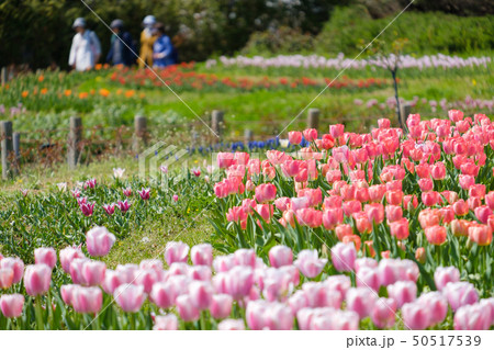 チューリップ　赤　白　黄色　花　馬見丘陵公園　奈良県 50517539