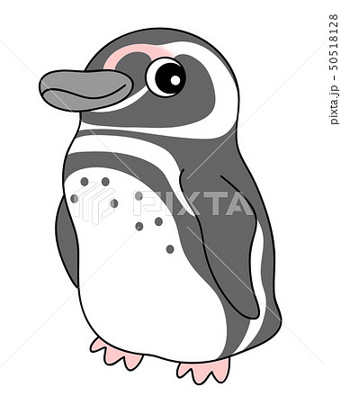 マゼランペンギン Magellanpenguinのイラスト素材