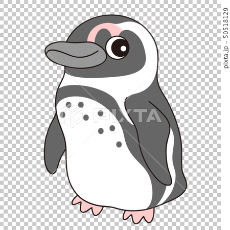 ケープペンギン Capepenguinのイラスト素材