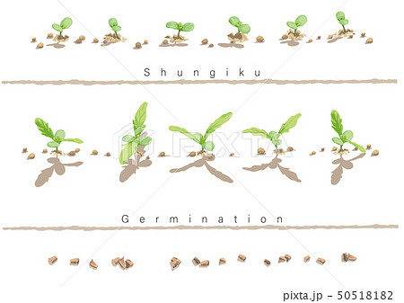 春菊の発芽イラスト05のイラスト素材