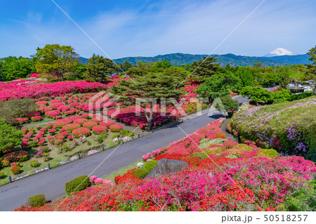静岡県伊東市　小室山公園のつつじ 50518257