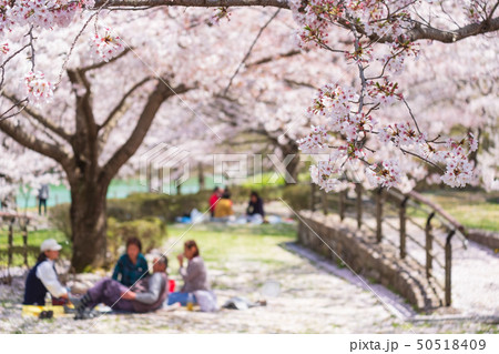 桜と花見客 公園 馬見丘陵公園 奈良県の写真素材