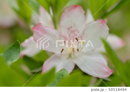 ツツジの花の名所　青梅市　薬王寺 50518494