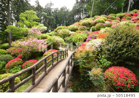 ツツジの花の名所　青梅市　薬王寺 50518495