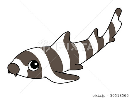 イヌザメ Brownbanded Bamboosharkのイラスト素材