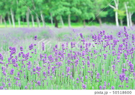 ラベンダー ラベンダー 50518600