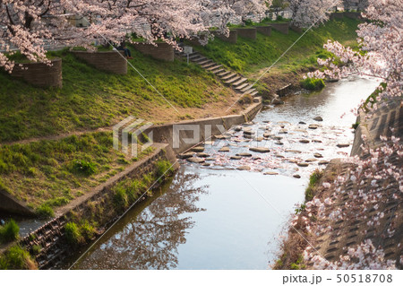 佐保川の桜　春　2019年4月　奈良市 50518708
