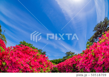 静岡県伊東市　小室山公園のつつじ　魚眼レンズ 50518709