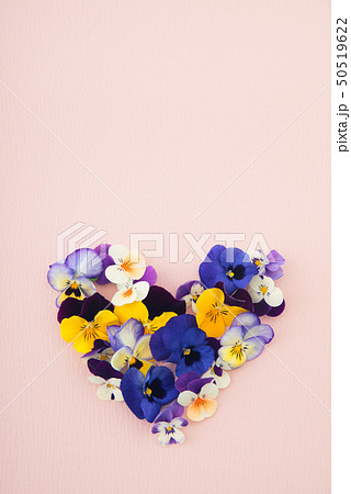 パンジー パンジー 50519622